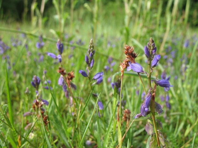 Luzules et Polygalas